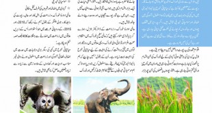 Jahangir’s World Times Urdu, March 2019 (Page 65)