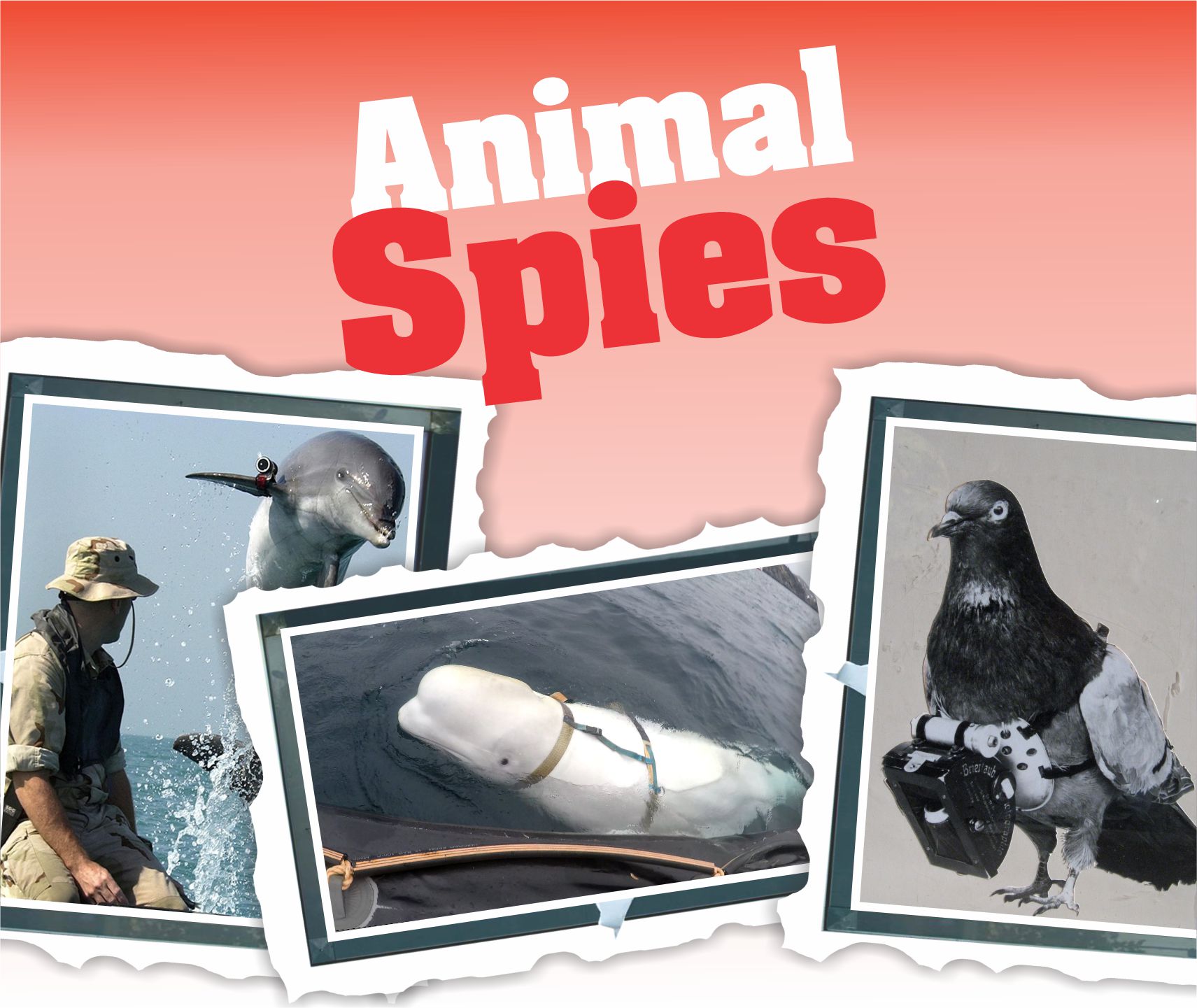 You are currently viewing Animal Spies