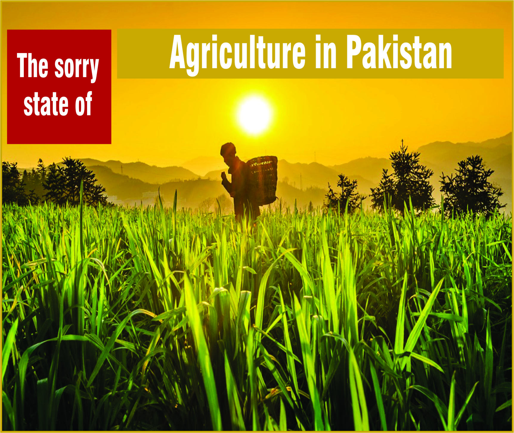 Read more about the article Agriculture in Pakistan