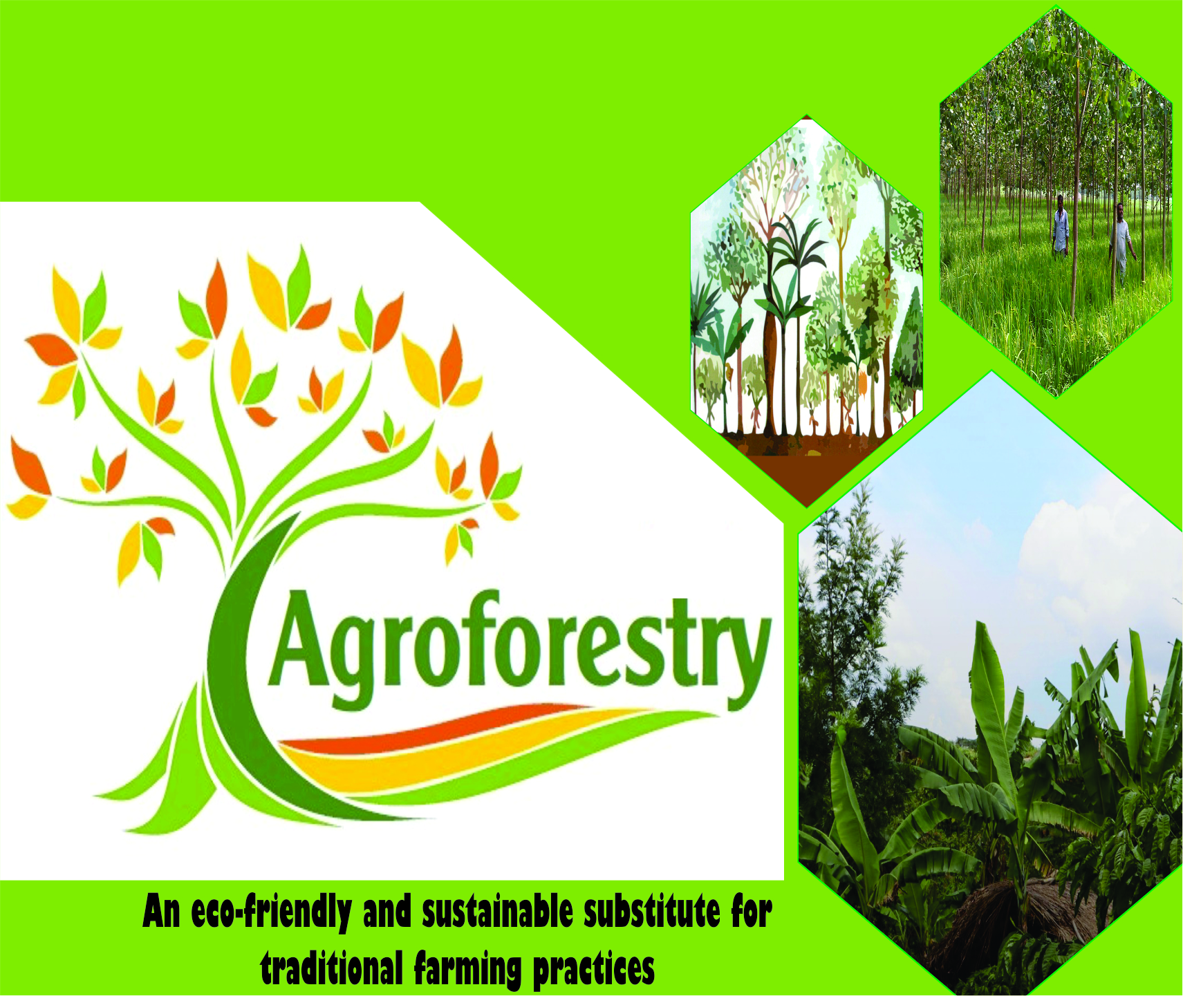 You are currently viewing <strong>Agroforestry</strong>