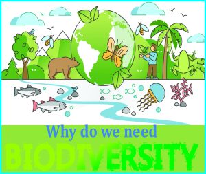 Read more about the article Why do we need Biodiversity