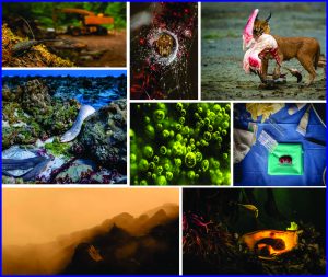 Read more about the article Wildlife Photographer of the Year 2025